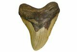 Fossil Megalodon Tooth - North Carolina #167030-1